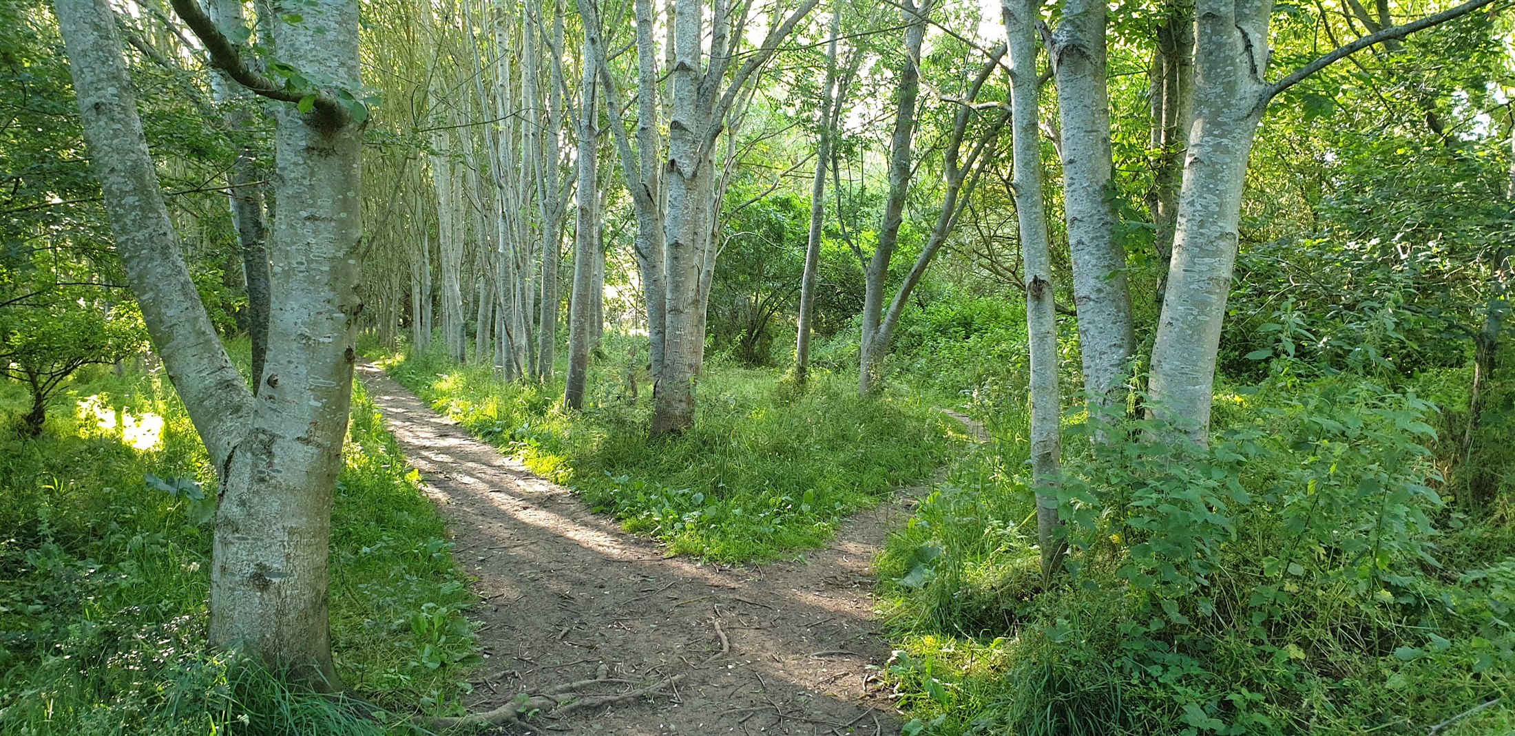 Foto van een bos met veel overlappende vormen en een drukke natuurlijke achtergrond