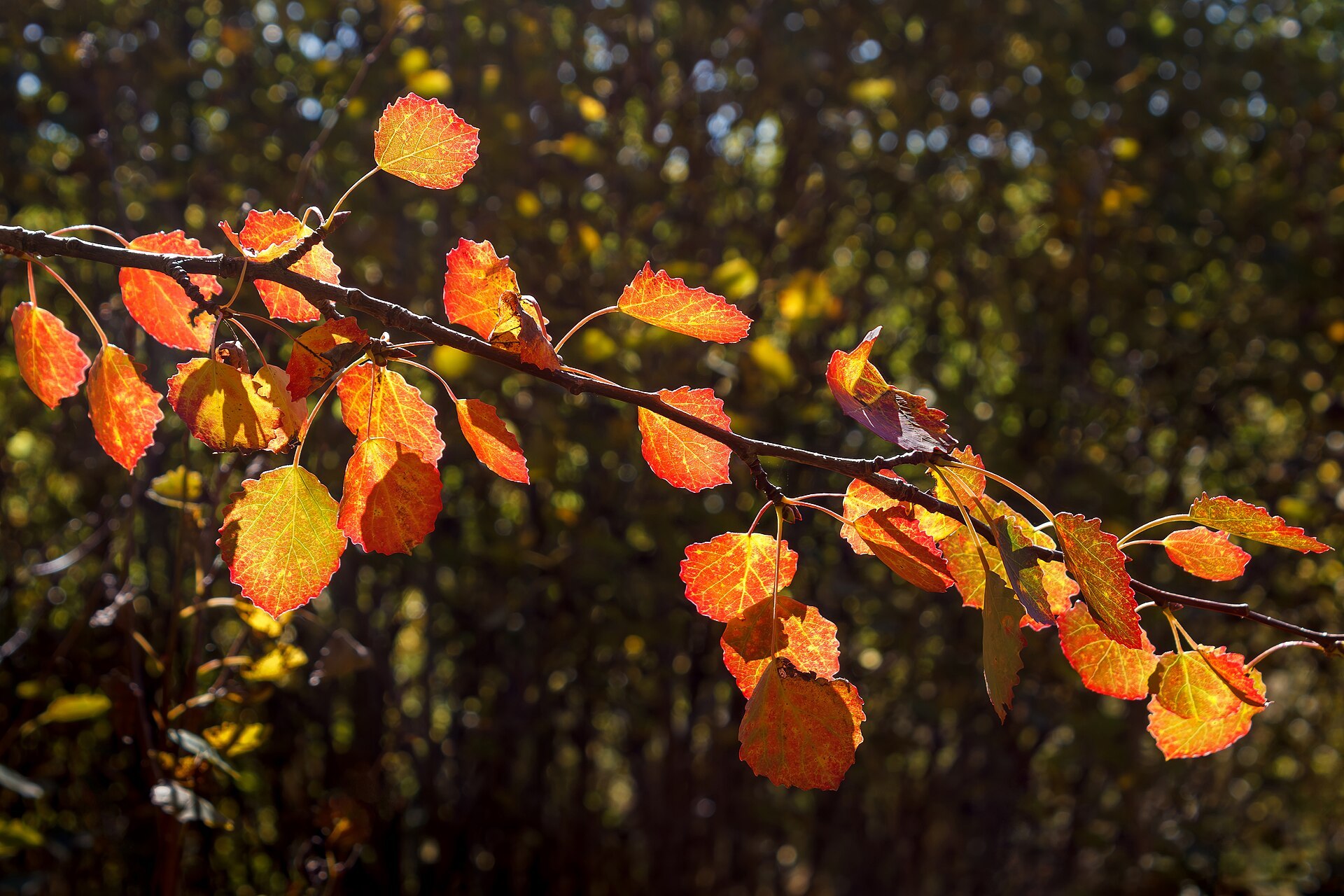 Herfstbladeren bij de woordzoeker