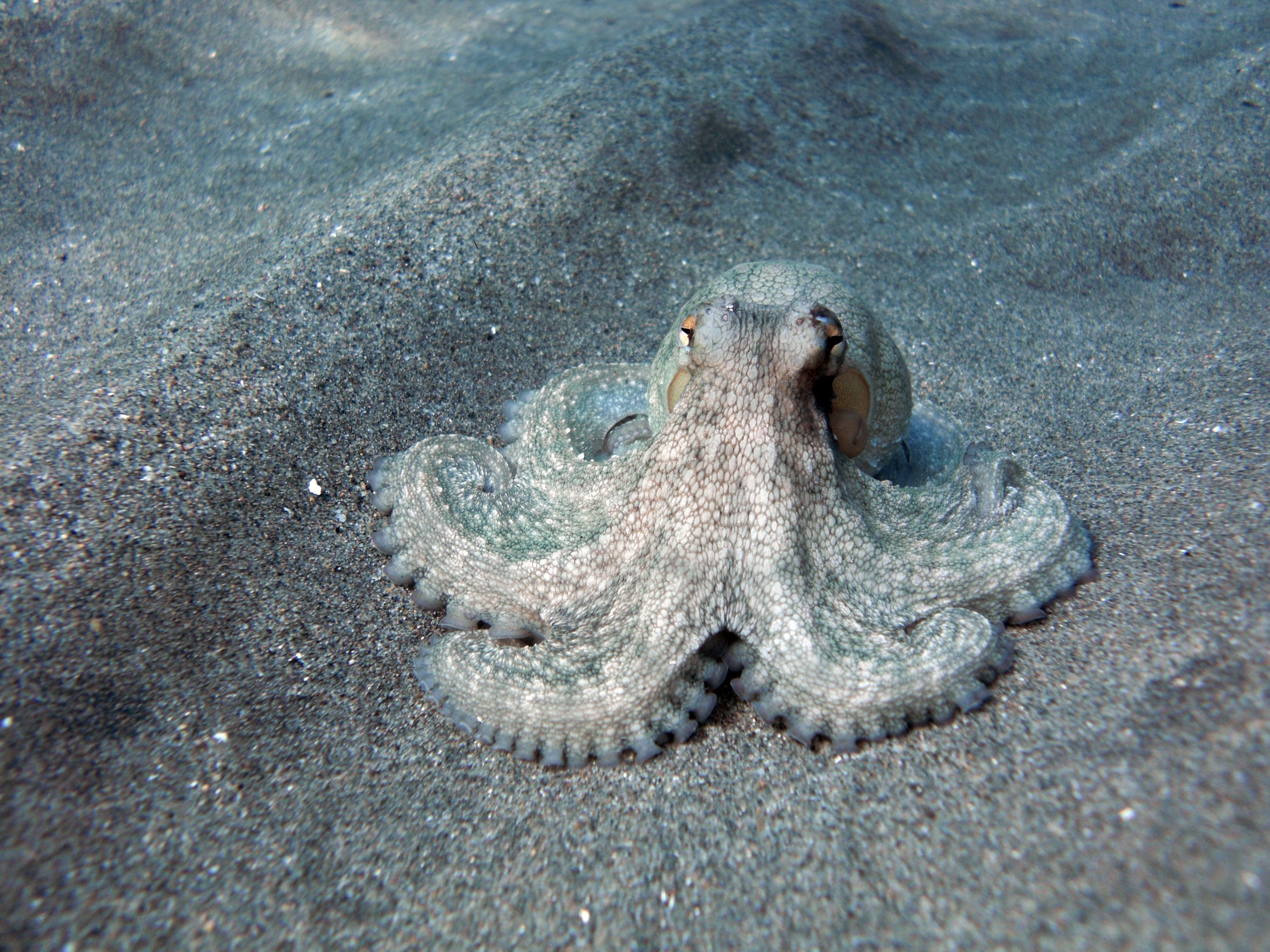 Een octopus met acht armen op de zeebodem