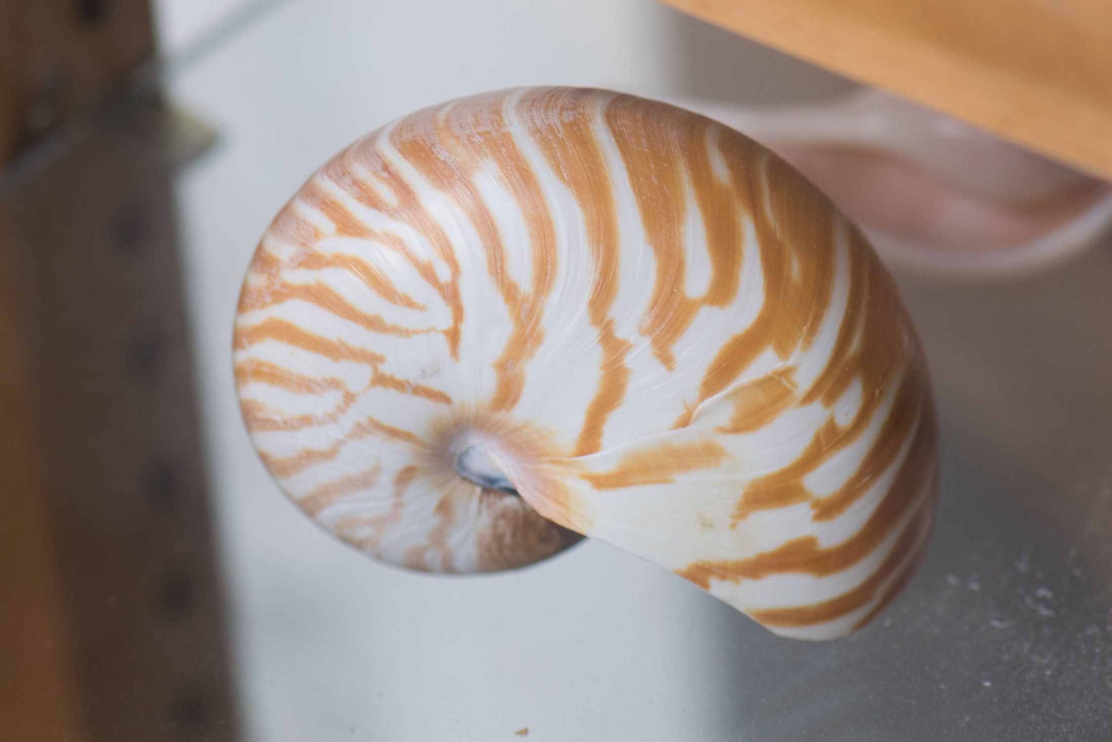 Een gekleurde spiraal op de buitenkant van een nautilusschelp in het Redpath Museum